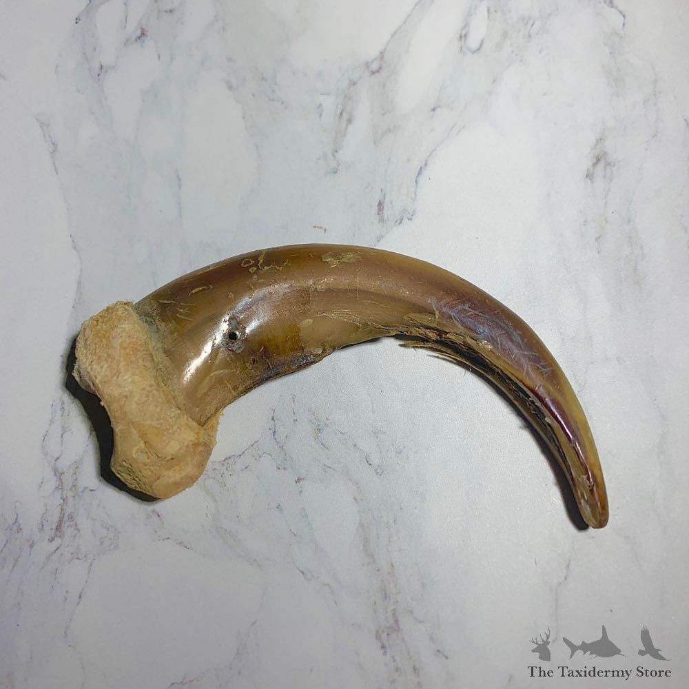 Grizzly Bear Claw For Sale #23775 - The Taxidermy Store