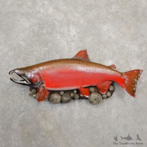 Spawning Phase Coho Salmon Fish Mount For Sale #20575 @ The Taxidermy StoreSpawning Phase Coho Salmon Fish Mount For Sale #20575 @ The Taxidermy Store