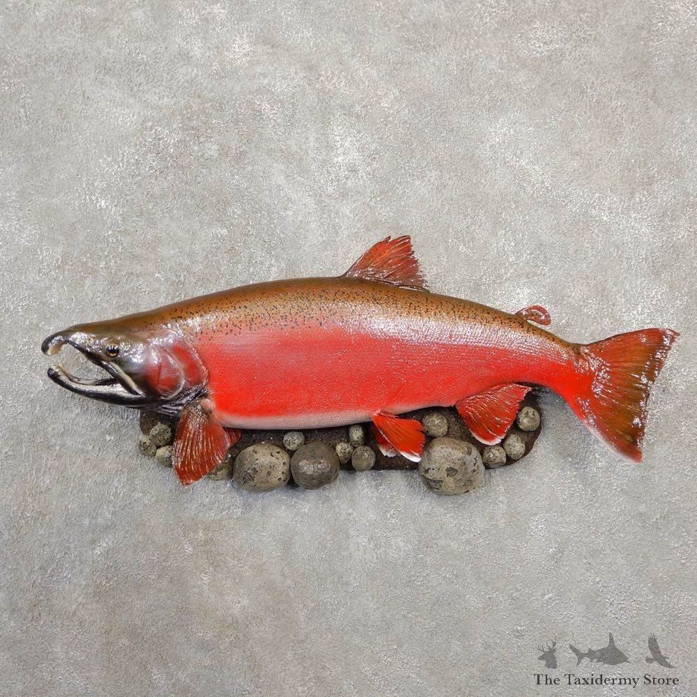 Spawning Phase Coho Salmon Fish Mount For Sale #20575 @ The Taxidermy StoreSpawning Phase Coho Salmon Fish Mount For Sale #20575 @ The Taxidermy Store