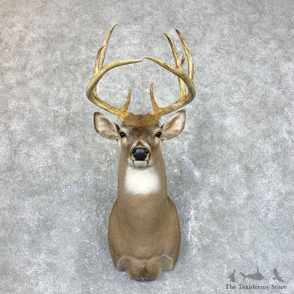 Whitetail Deer Shoulder Mount #23853 For Sale - The Taxidermy Store