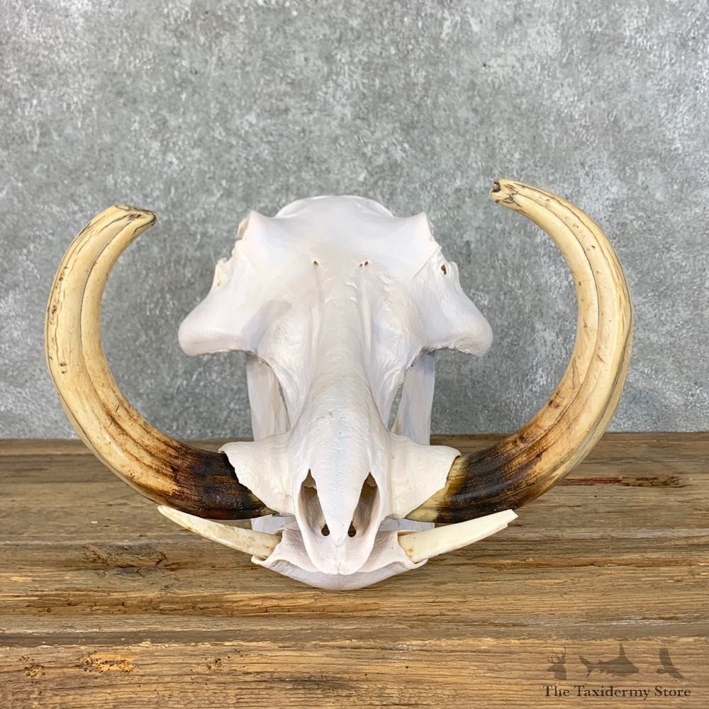 African Warthog Full Skull For Sale #23032 @ The Taxidermy Store