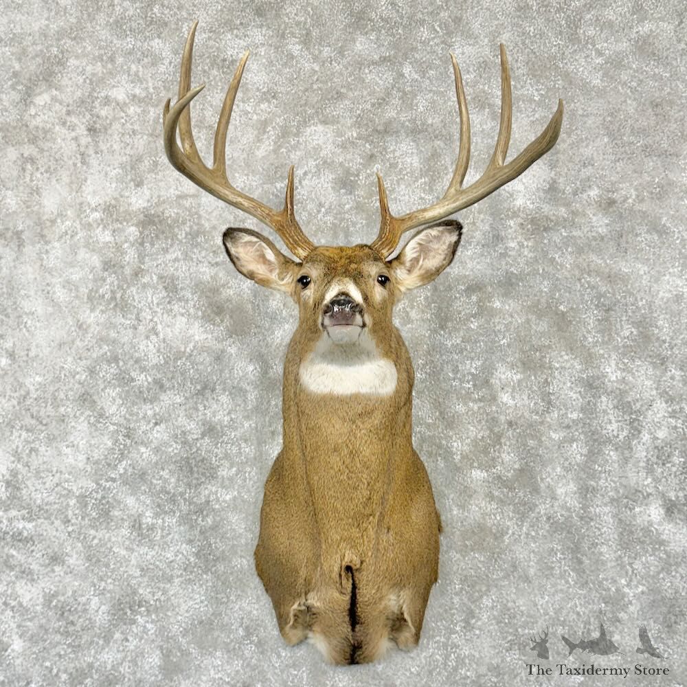 Whitetail Deer Shoulder Mount For Sale #29021 @ The Taxidermy Store