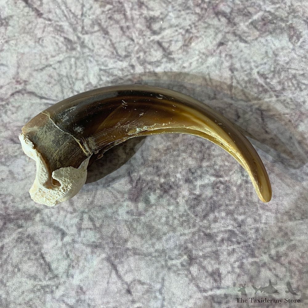 Grizzly Bear Claw For Sale #21875 - The Taxidermy Store