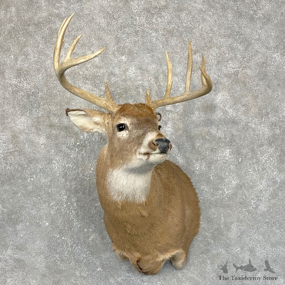 Whitetail Deer Shoulder Mount #24250 For Sale - The Taxidermy Store