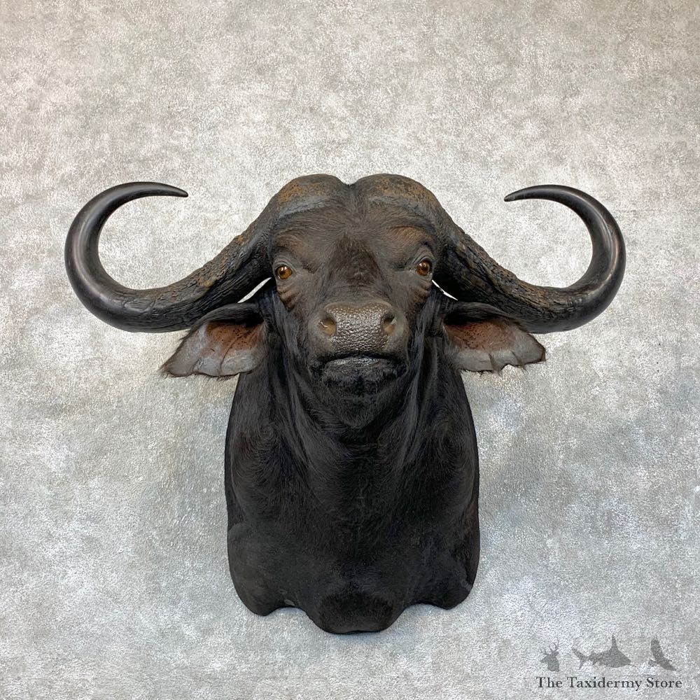 African Cape Buffalo Shoulder Mount For Sale #22894 @ The Taxidermy Store