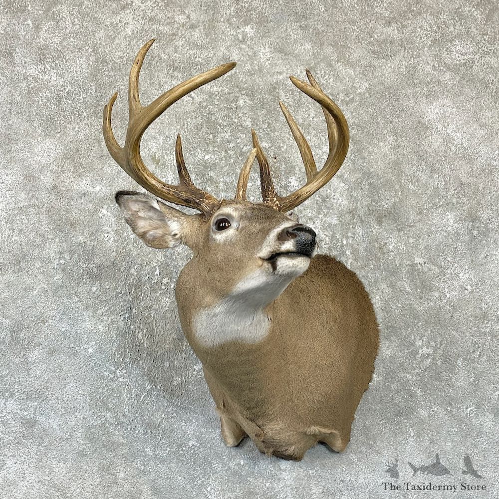 Whitetail Deer Shoulder Mount For Sale #26317 @ The Taxidermy Store
