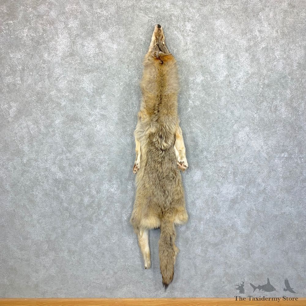 Alaskan Yukon Wolf Tanned Hide For Sale #22881 @ The Taxidermy Store