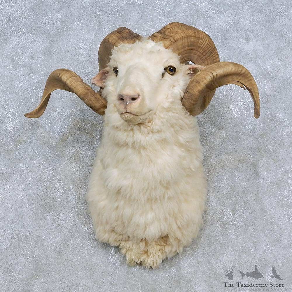 Corsican Ram Shoulder Mount For Sale #14800 @ The Taxidermy Store