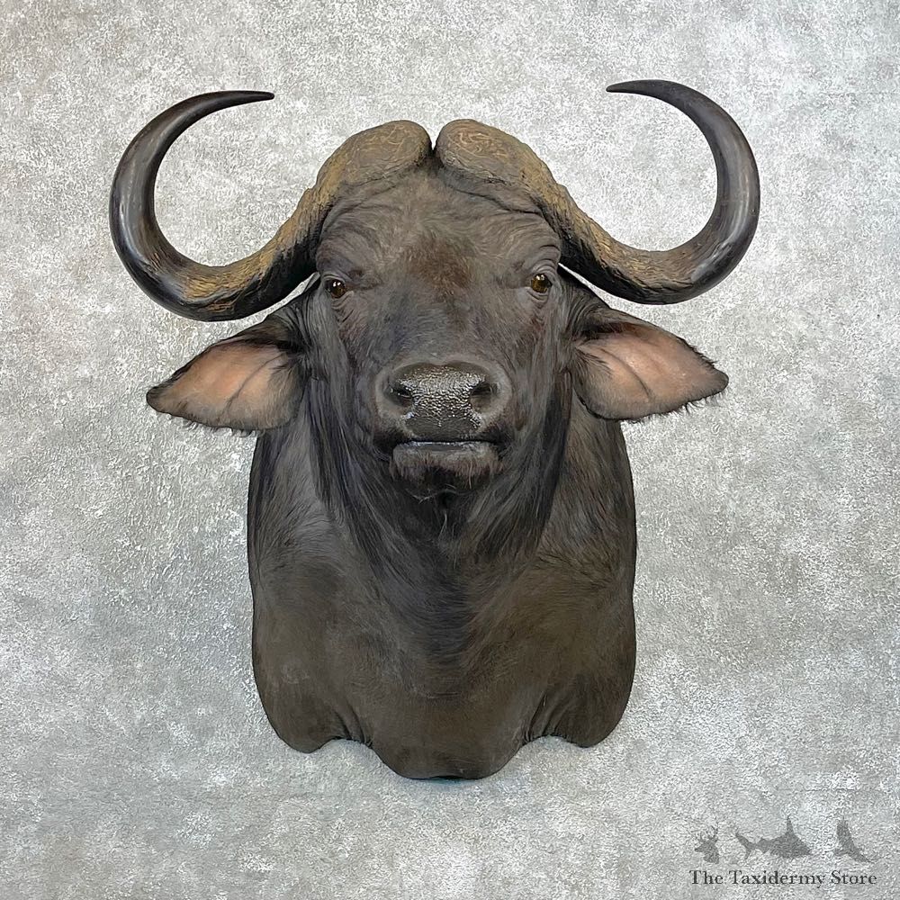 Cape Buffalo Shoulder Mount For Sale #25061 @ The Taxidermy Store