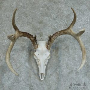Whitetail Deer Skull & Horns Taxidermy Mount #13357 For Sale @ The Taxidermy Store
