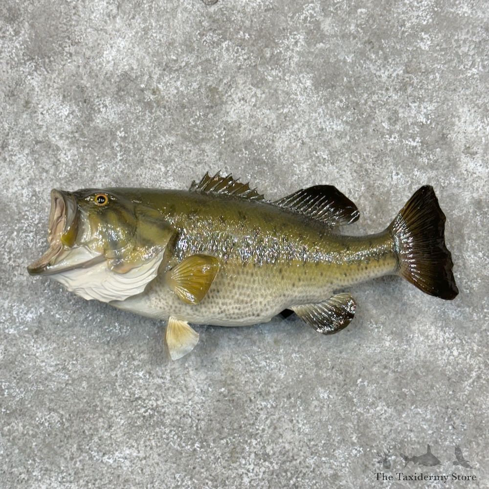 Largemouth Bass Fish Mount For Sale #29820 @ The Taxidermy Store