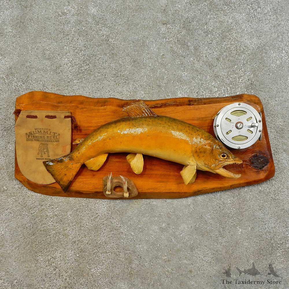 Rainbow Trout Fish Mount For Sale #16518 @ The Taxidermy Store