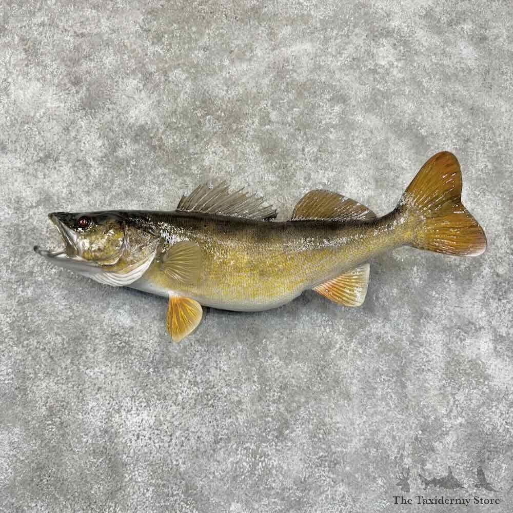 Walleye Fish Mount For Sale #30987 @ The Taxidermy Store