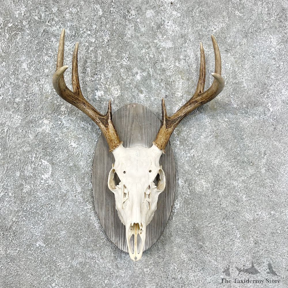 Whitetail Deer Skull European Mount For Sale #25311 @ The Taxidermy Store