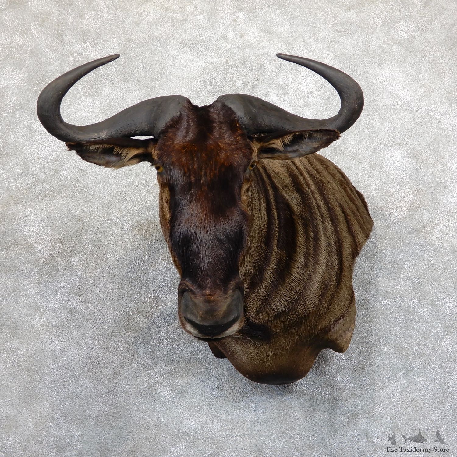 Blue Wildebeest Wall Pedestal Mount For Sale #19545 @ The Taxidermy Store