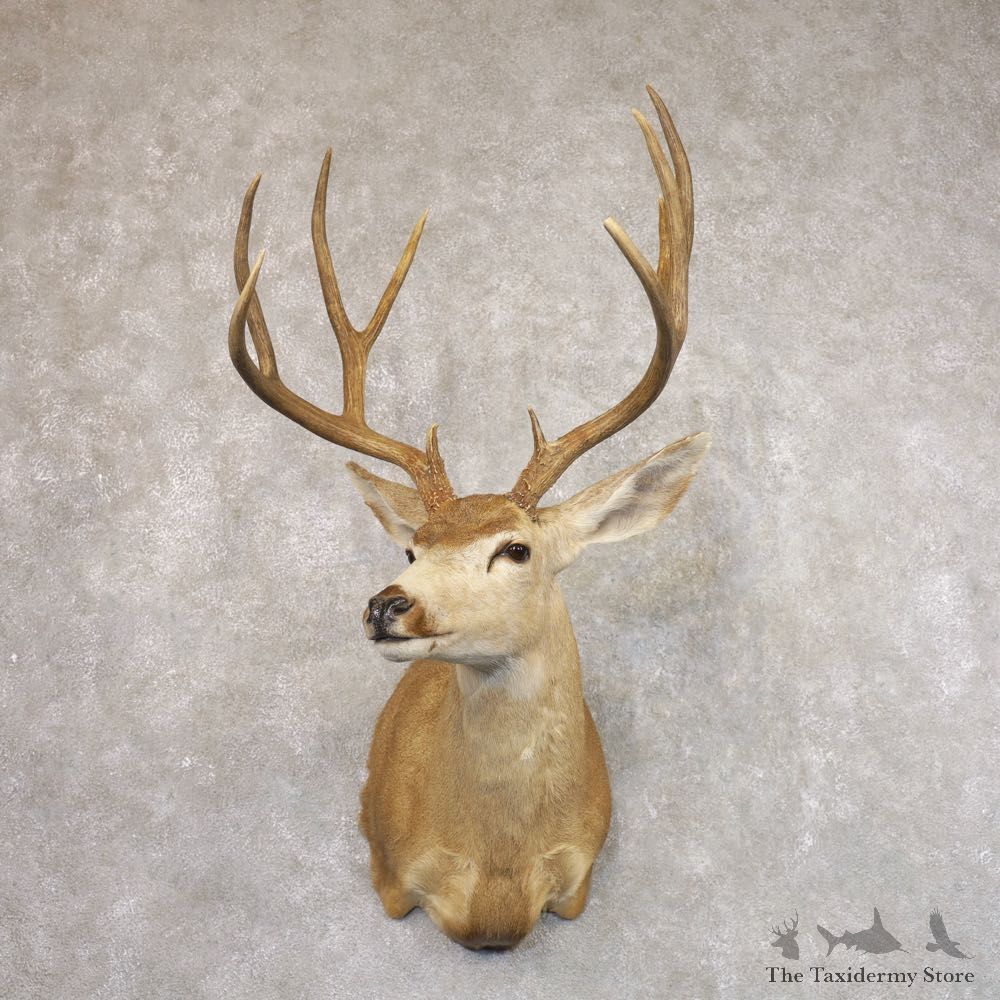 Sonora Desert Mule Deer Shoulder Mount For Sale #22183 @ The Taxidermy Store