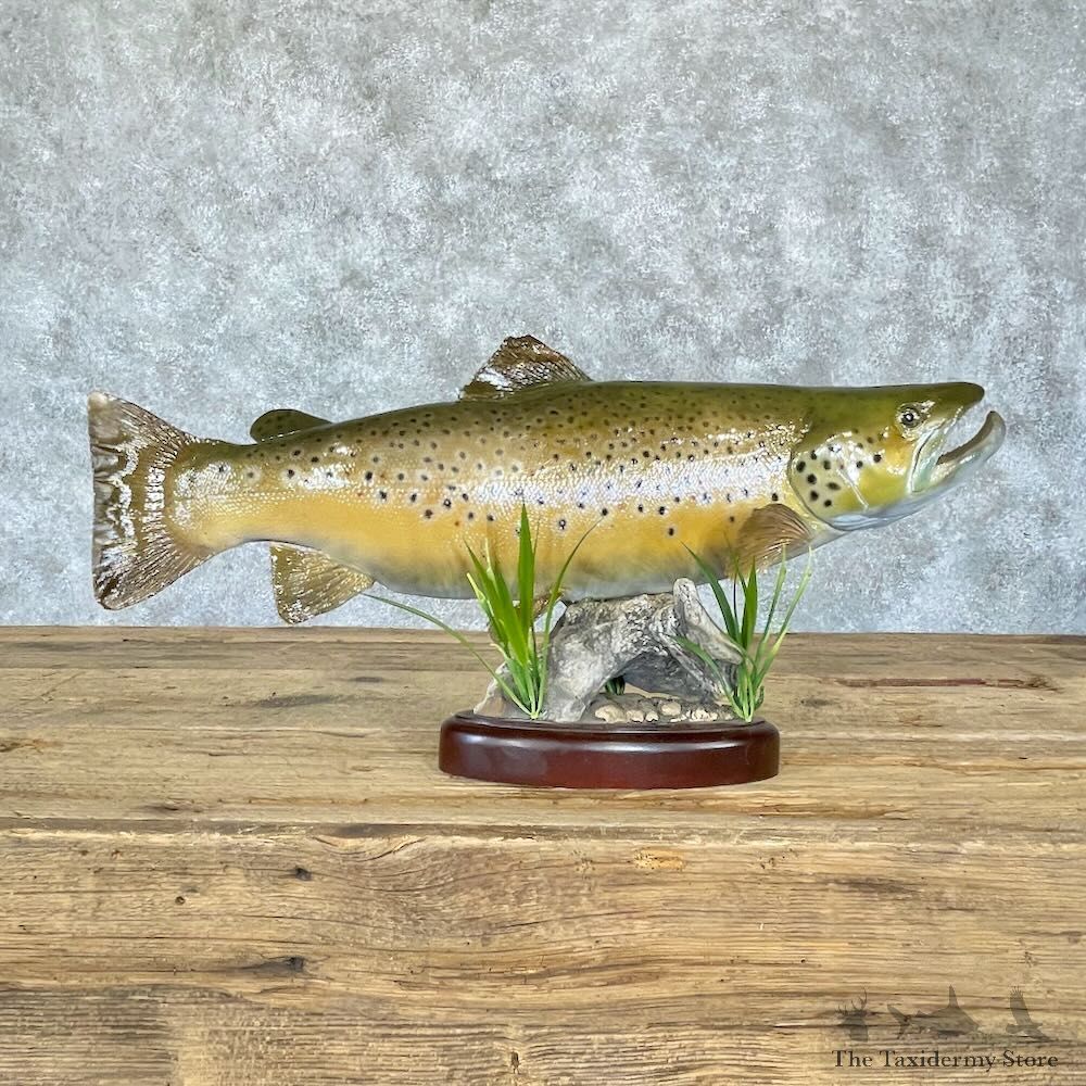 Brown Trout Fish Mount For Sale #28227 @ The Taxidermy Store