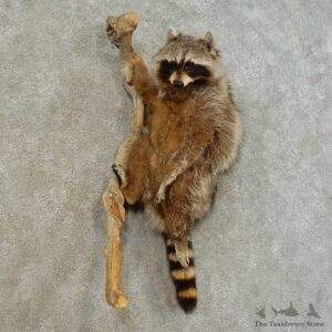 Wall-Hanging Raccoon Mount For Sale #16515 @ The Taxidermy Store