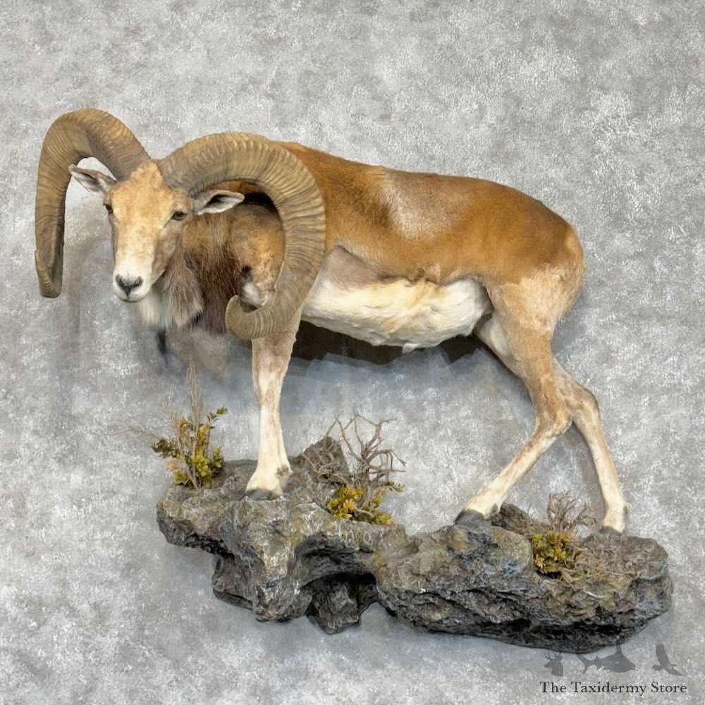 Stumberg Ram Life-Size Mount For Sale #28908 @ The Taxidermy Store