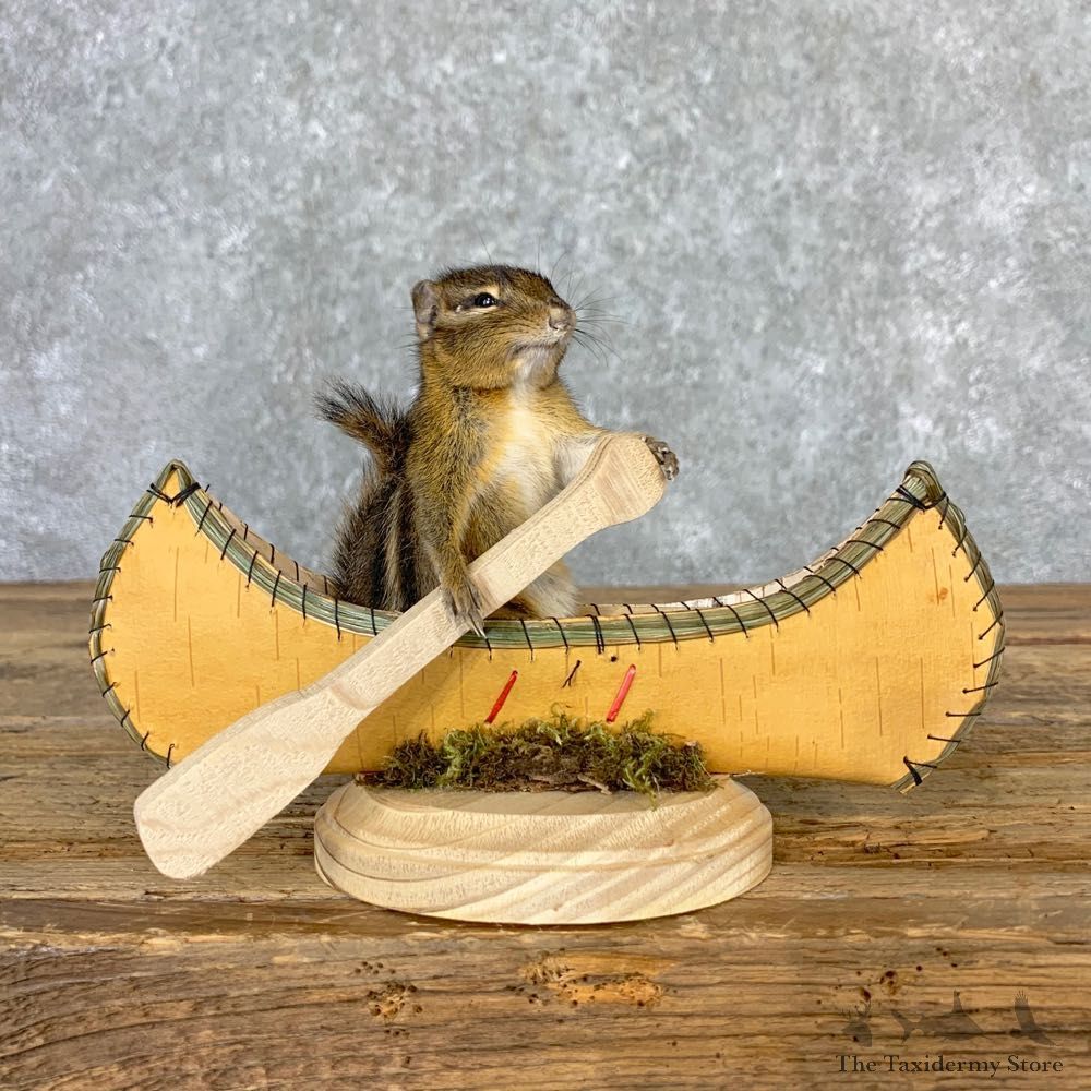 Canoe Chipmunk Novelty Mount For Sale #23249 @ The Taxidermy Store