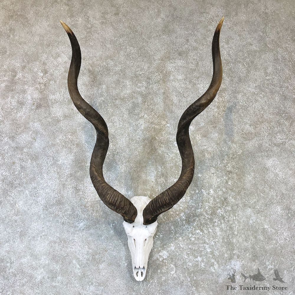 Greater Kudu Skull European Mount For Sale #26525 @ The Taxidermy Store