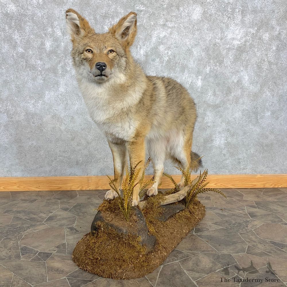 Coyote Life-Size Mount For Sale #22472 @ The Taxidermy Store