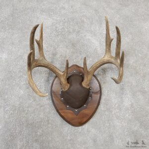 Whitetail Deer Antler Plaque Mount For Sale #19128 @ The Taxidermy Store