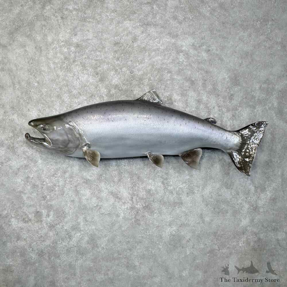 King Chinook Salmon Fish Mount For Sale #30445 @ The Taxidermy Store