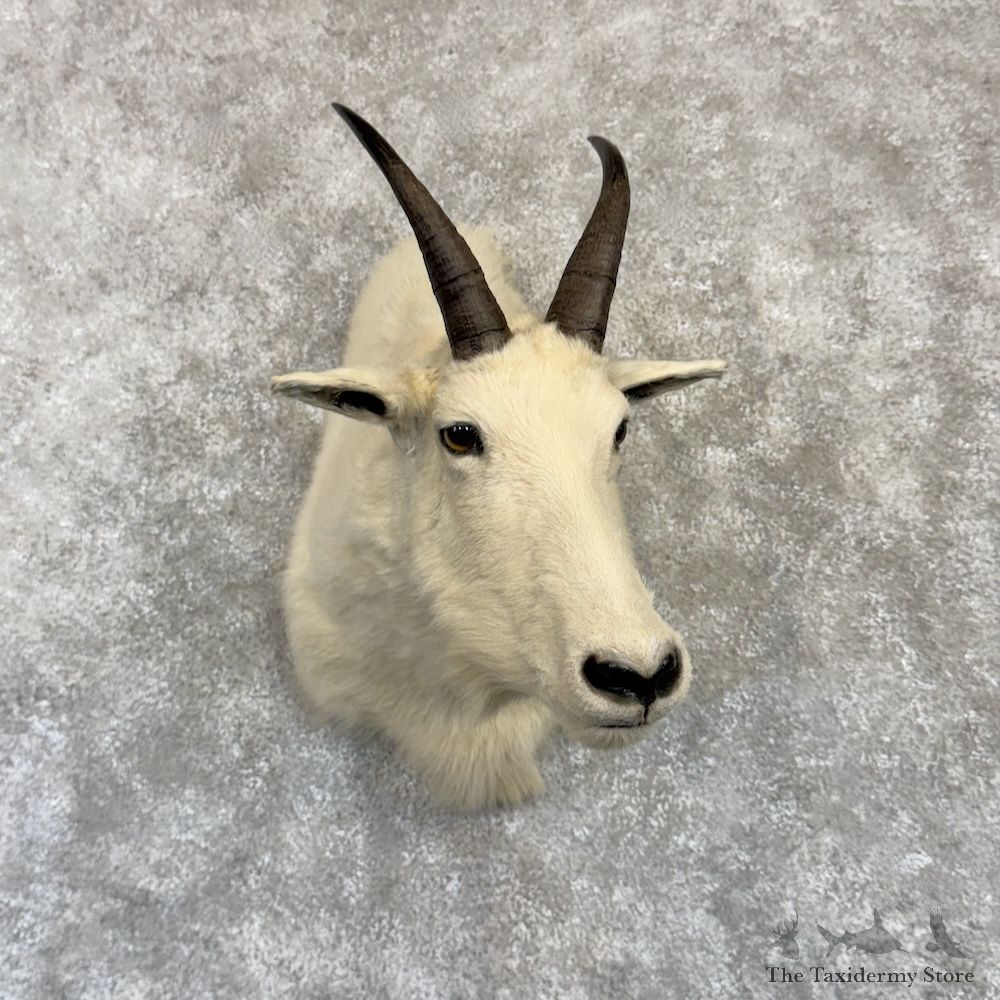 Mountain Goat Shoulder Mount For Sale #30001 @ The Taxidermy Store
