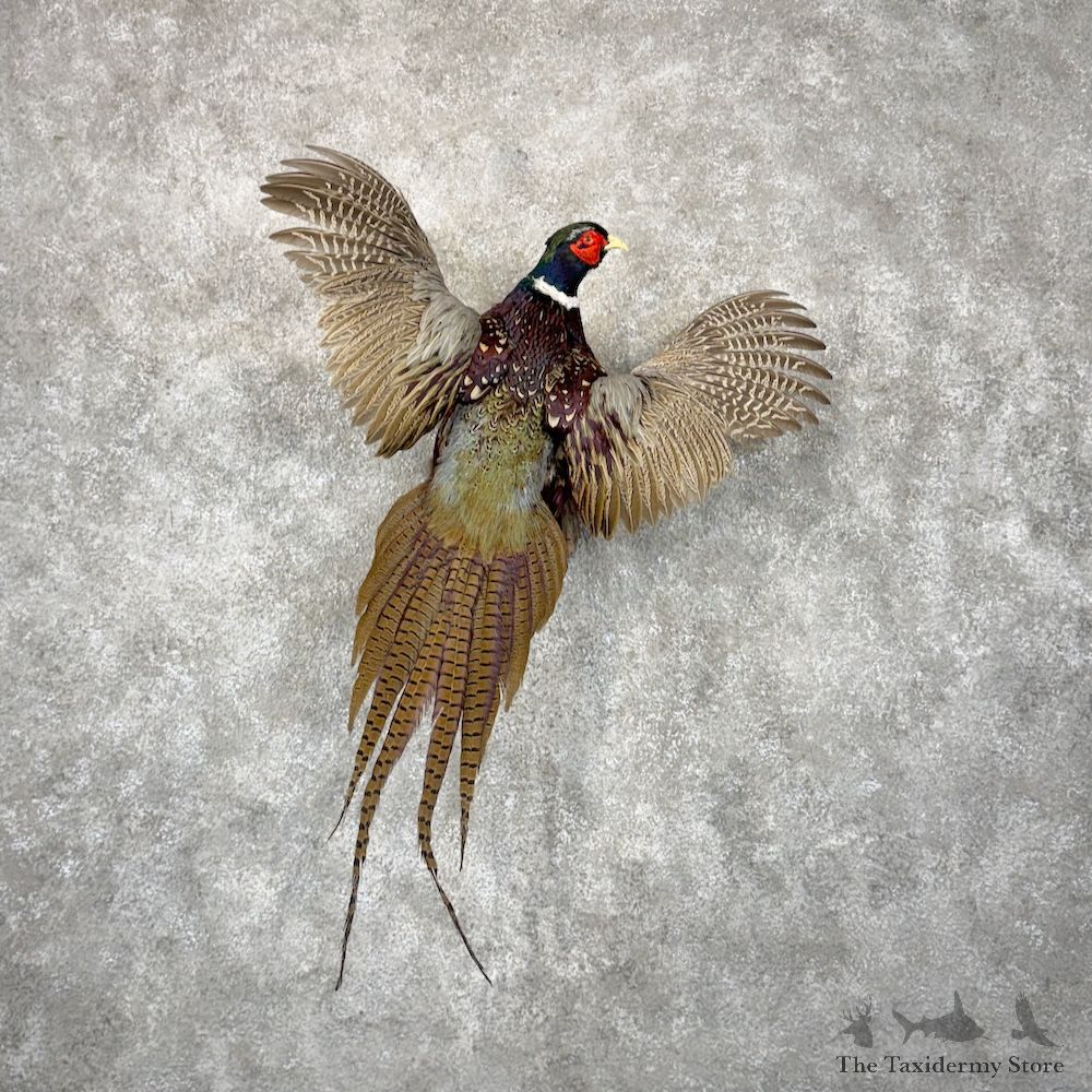 Ringneck Pheasant Bird Mount For Sale #29906 @ The Taxidermy Store