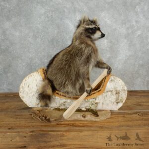 Canoeing Raccoon Novelty Mount For Sale #17841 @ The Taxidermy Store
