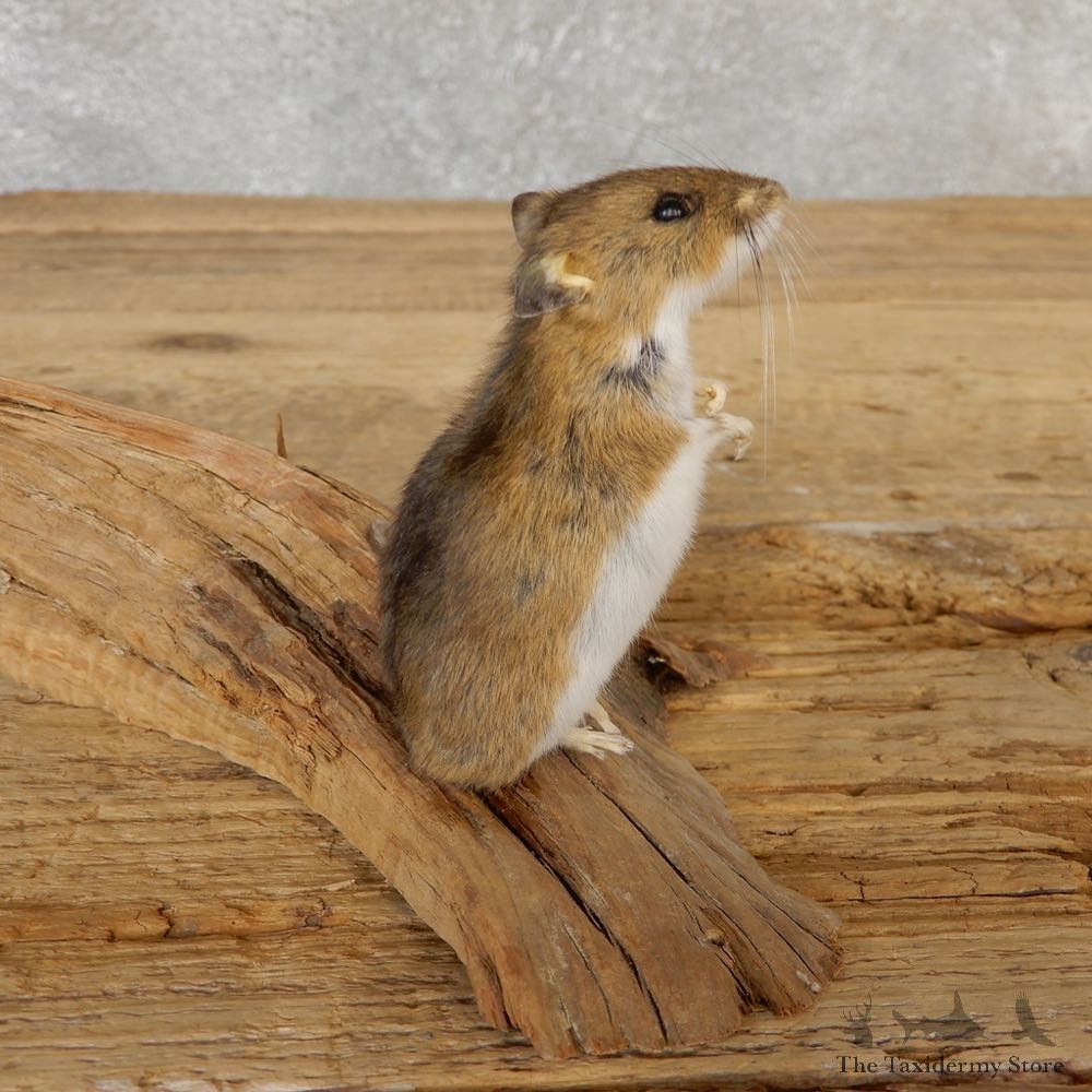 Mouse Life-Size Mount For Sale #21122 @ The Taxidermy Store