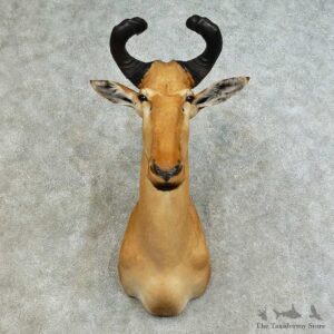 Lichtenstein Hartebeest Shoulder Mount For Sale #16165 @ The Taxidermy Store