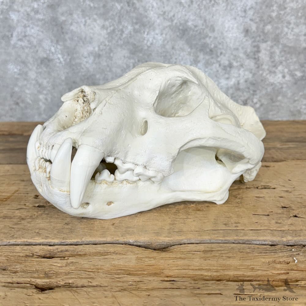 Reproduction Jaguar Full Skull For Sale #29120 @ The Taxidermy Store