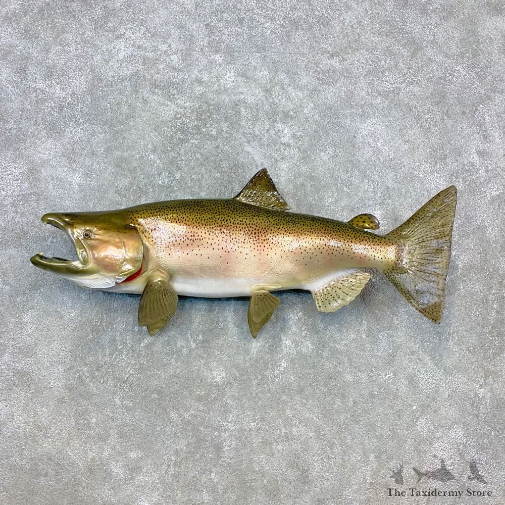 Reproduction Rainbow Trout Fish Mount For Sale #23277 @ The Taxidermy Store