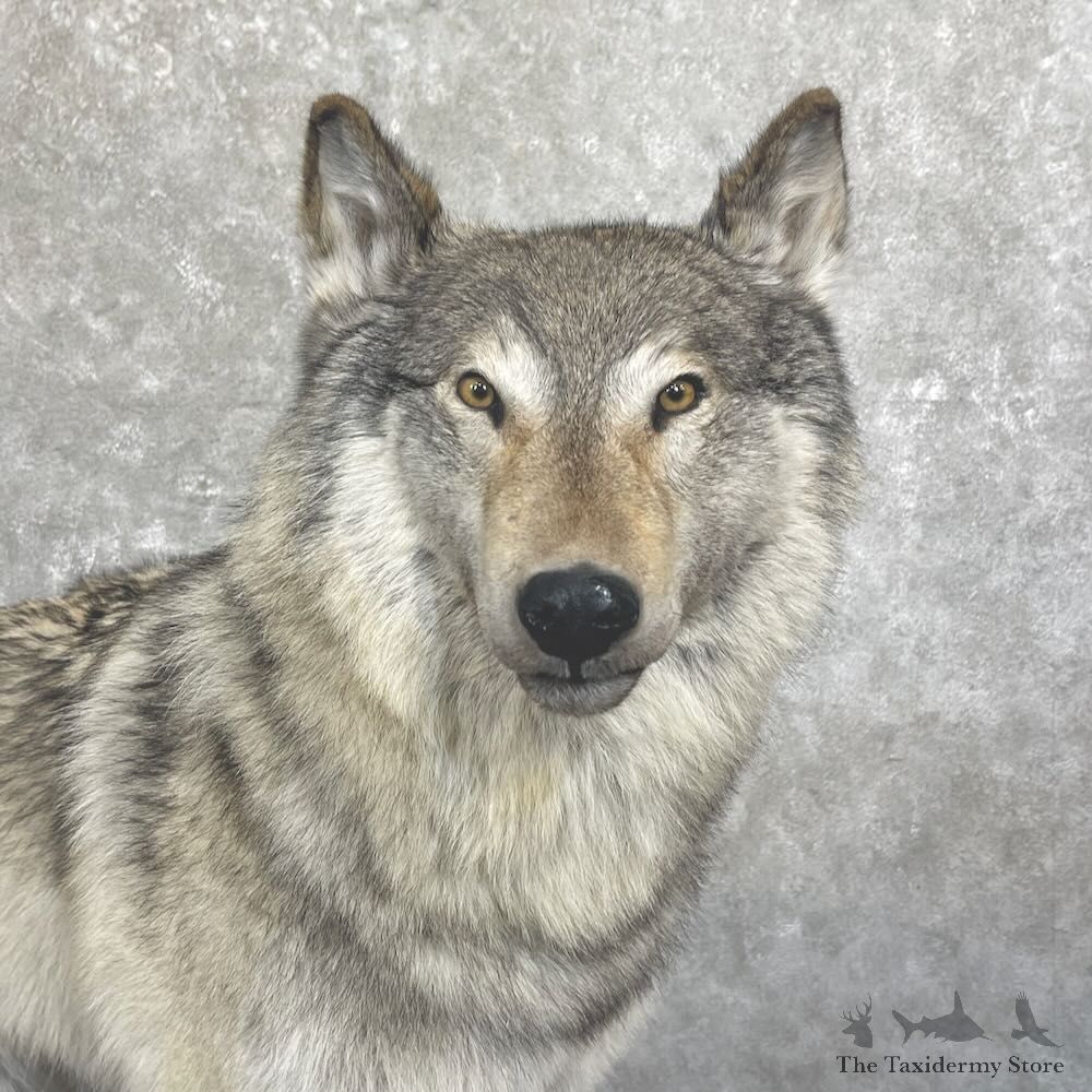 Alaskan Grey Wolf Life-Size Mount For Sale #27733 @ The Taxidermy Store
