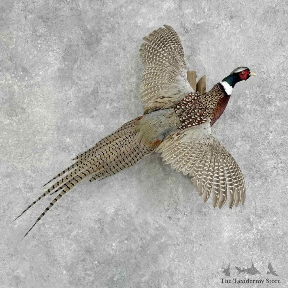 Ringneck Pheasant Bird Mount For Sale #32363 @ The Taxidermy Store