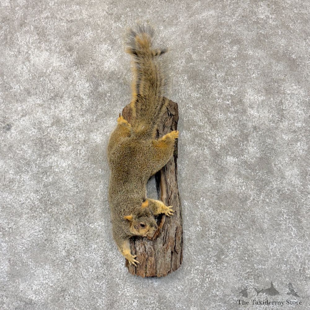 Fox Squirrel Life-Size Mount For Sale #30279 @ The Taxidermy Store