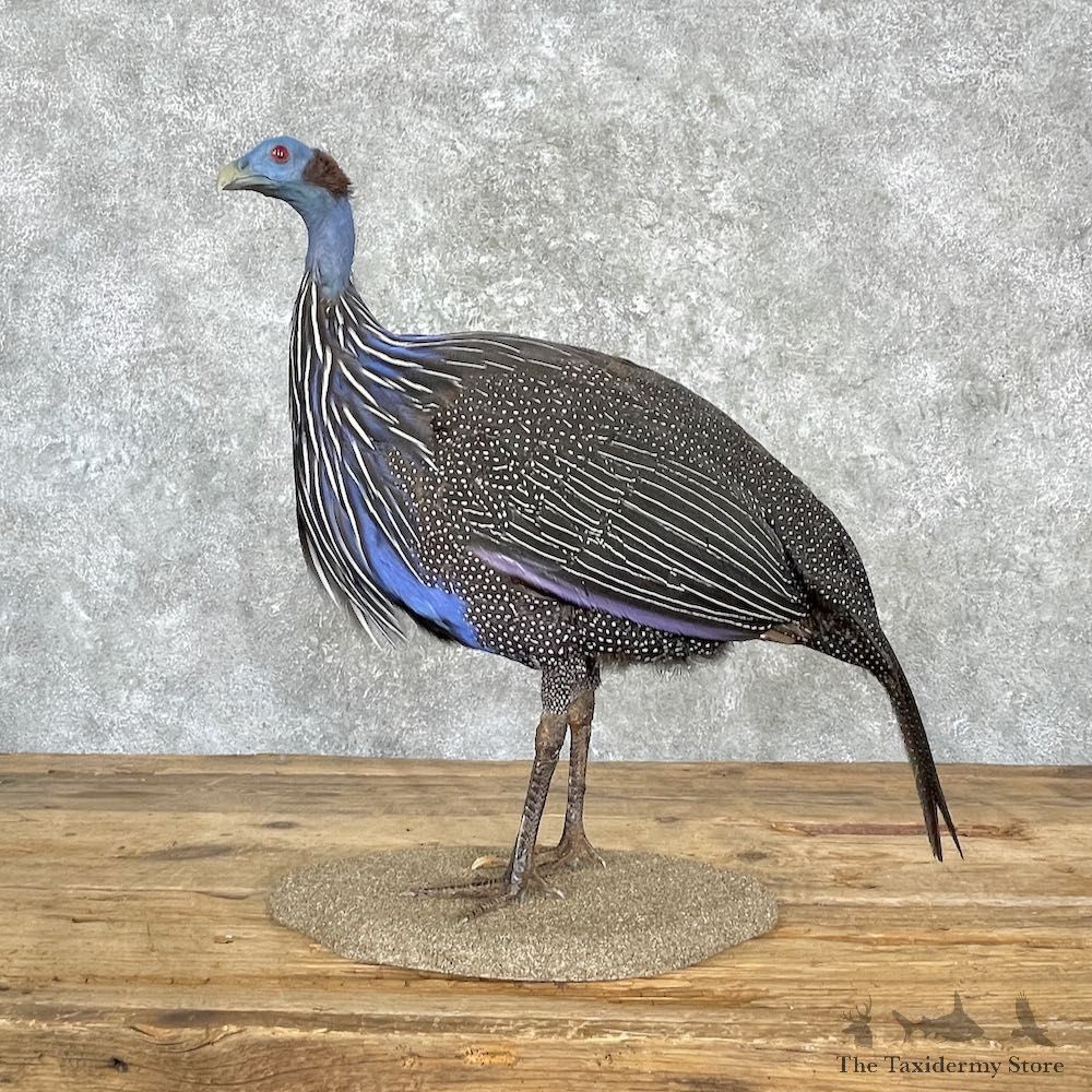 Vulturine Guineafowl Bird Mount For Sale #27168 @ The Taxidermy Store