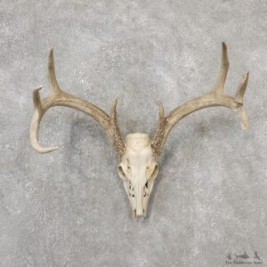 Whitetail Deer Skull European Mount For Sale #19147 @ The Taxidermy Store