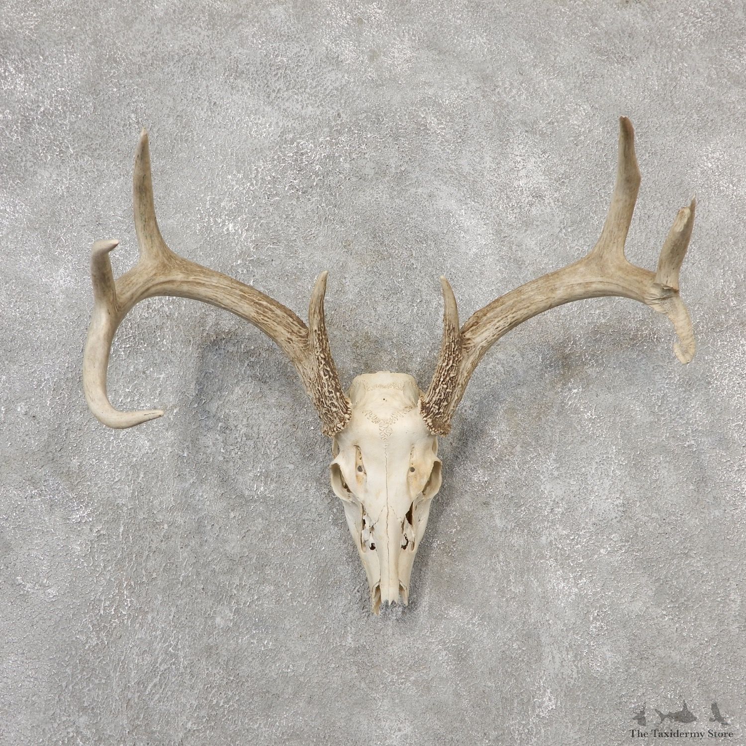 Whitetail Deer Skull European Mount For Sale #19147 @ The Taxidermy Store