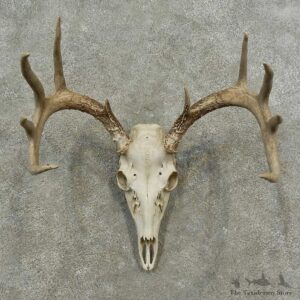 Whitetail Deer Skull European Mount For Sale #16885 @ The Taxidermy Store