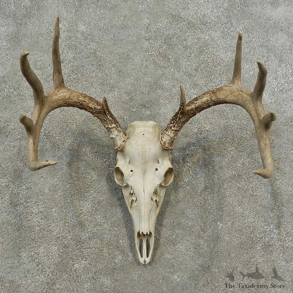 Whitetail Deer Skull European Mount For Sale #16885 @ The Taxidermy Store
