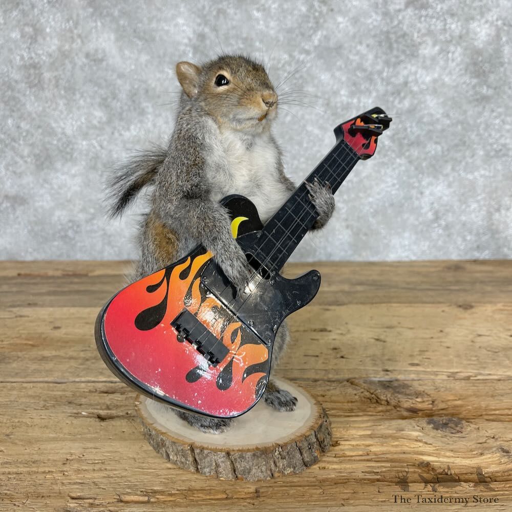 Grey Squirrel Novelty Mount For Sale #28670 @ The Taxidermy Store