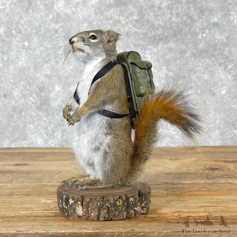 Backpack Squirrel Novelty Mount For Sale #25040 @ The Taxidermy Store