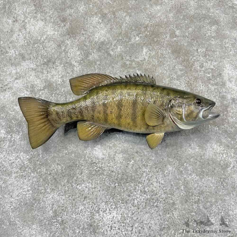 Smallmouth Bass Fish Mount For Sale #31870 @ The Taxidermy Store