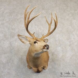 Mule Deer Shoulder Mount For Sale #20833 @ The Taxidermy Store