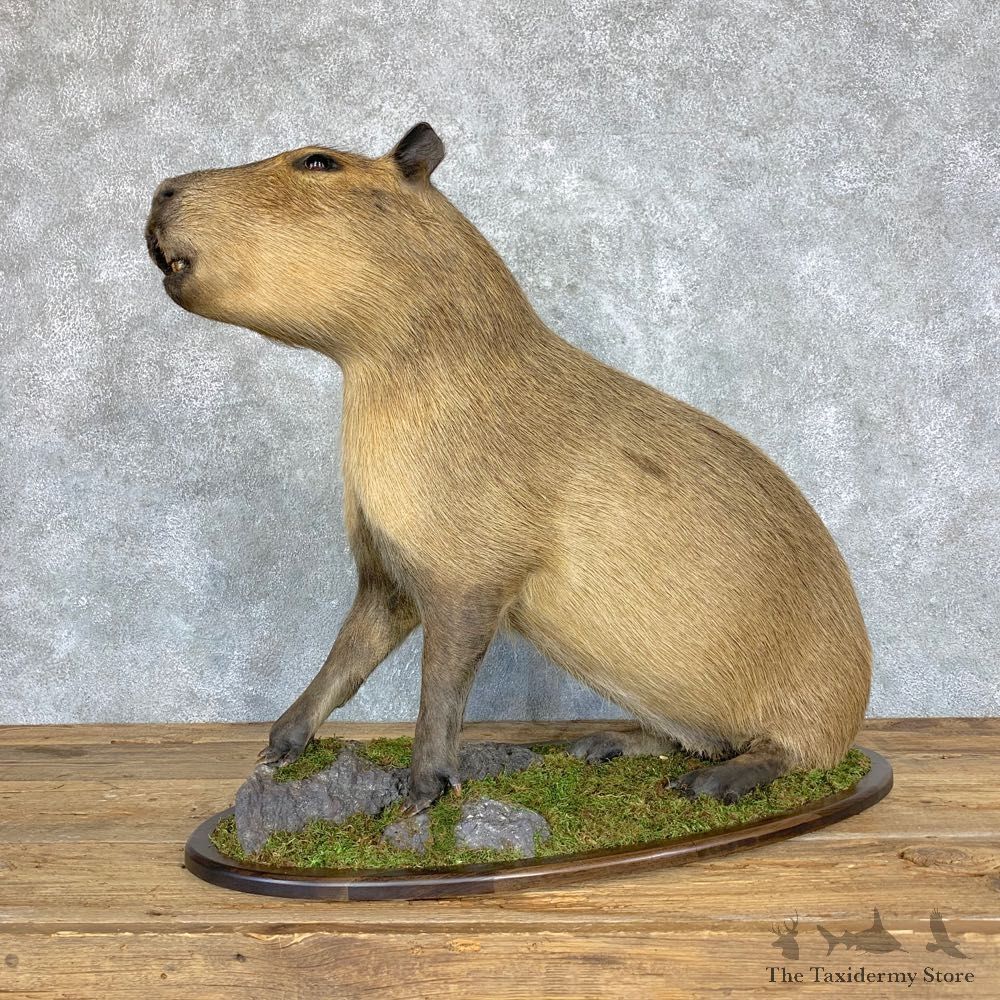 Capybara Life-Size Taxidermy Mount For Sale #21753 @ The Taxidermy Store