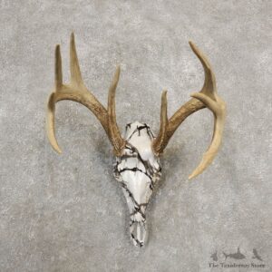 Whitetail Deer Skull European Mount For Sale #20374 @ The Taxidermy Store