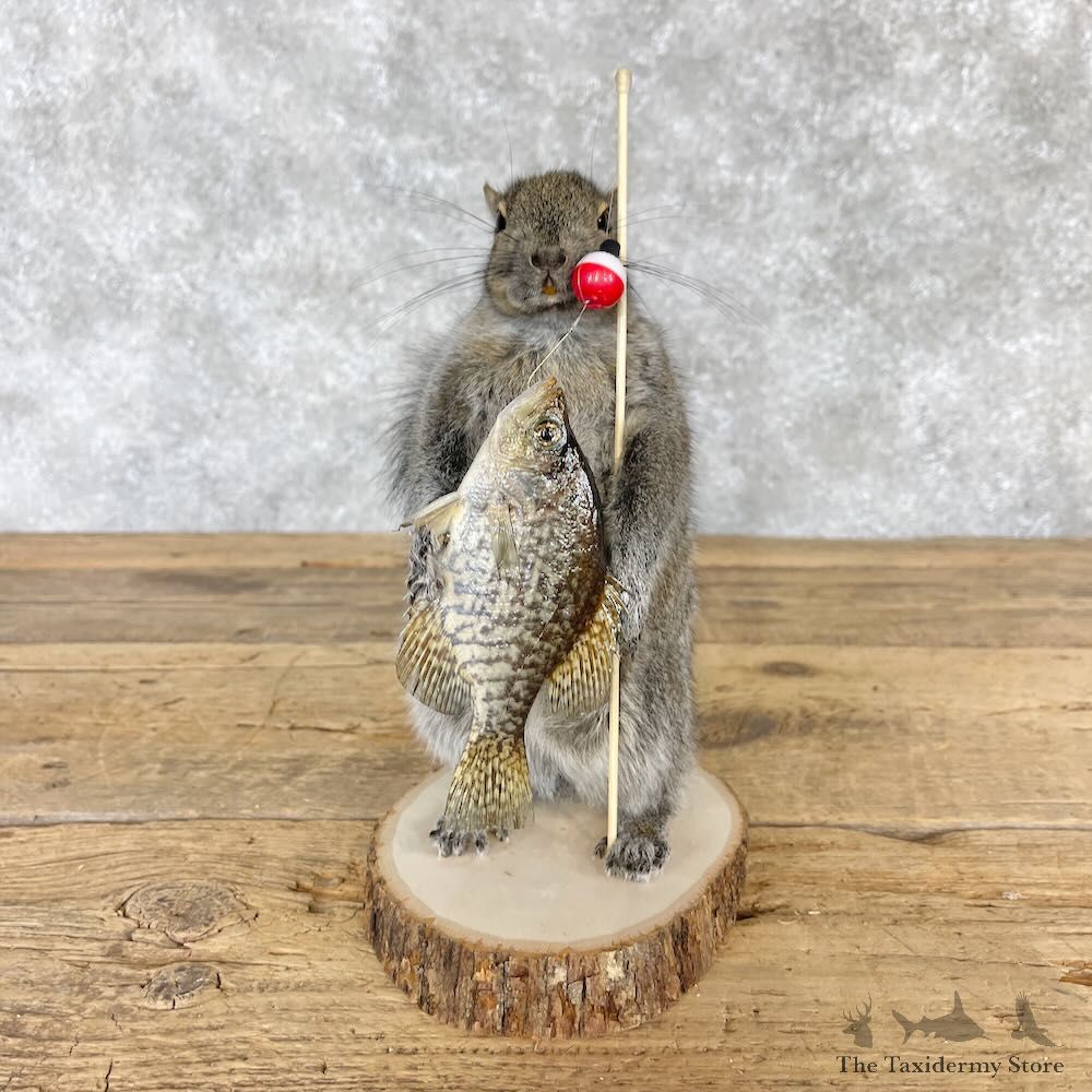 Fishing Squirrel Novelty Mount For Sale #28597 @ The Taxidermy Store